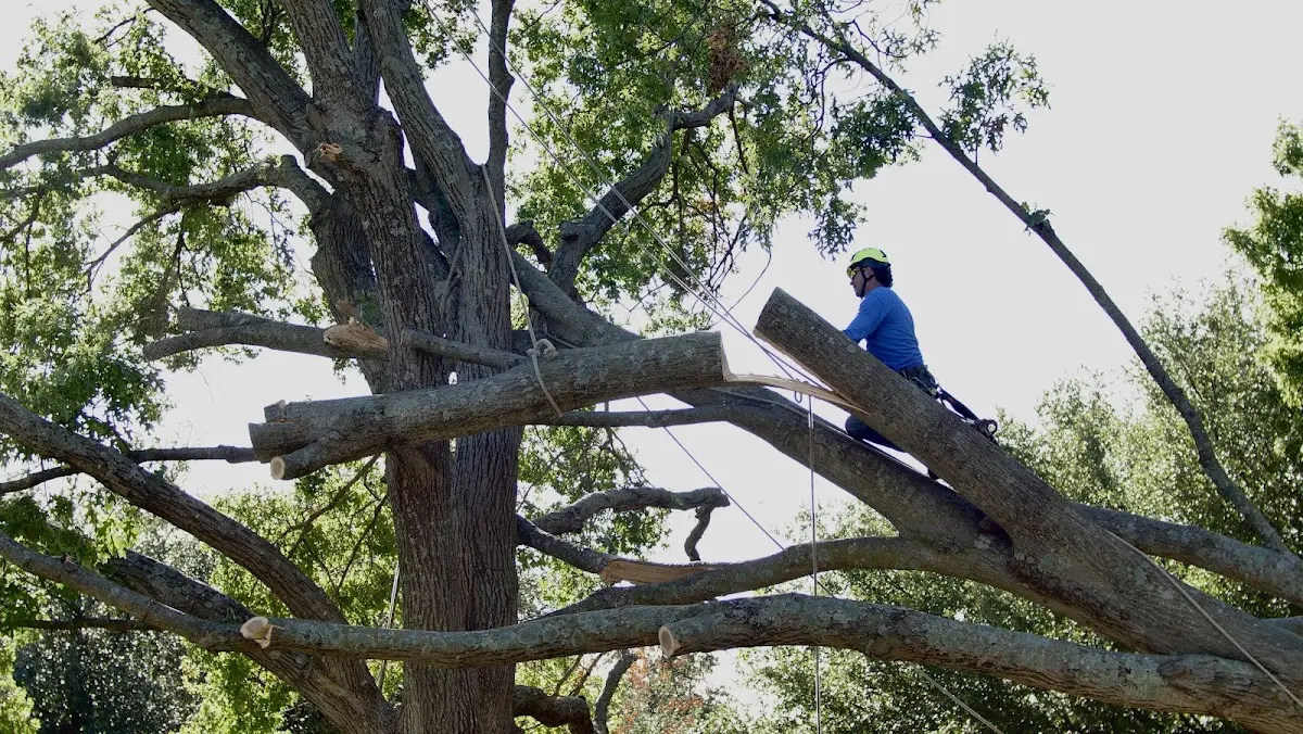 Professional Crown Thinning performed by certified arborists in Luckey