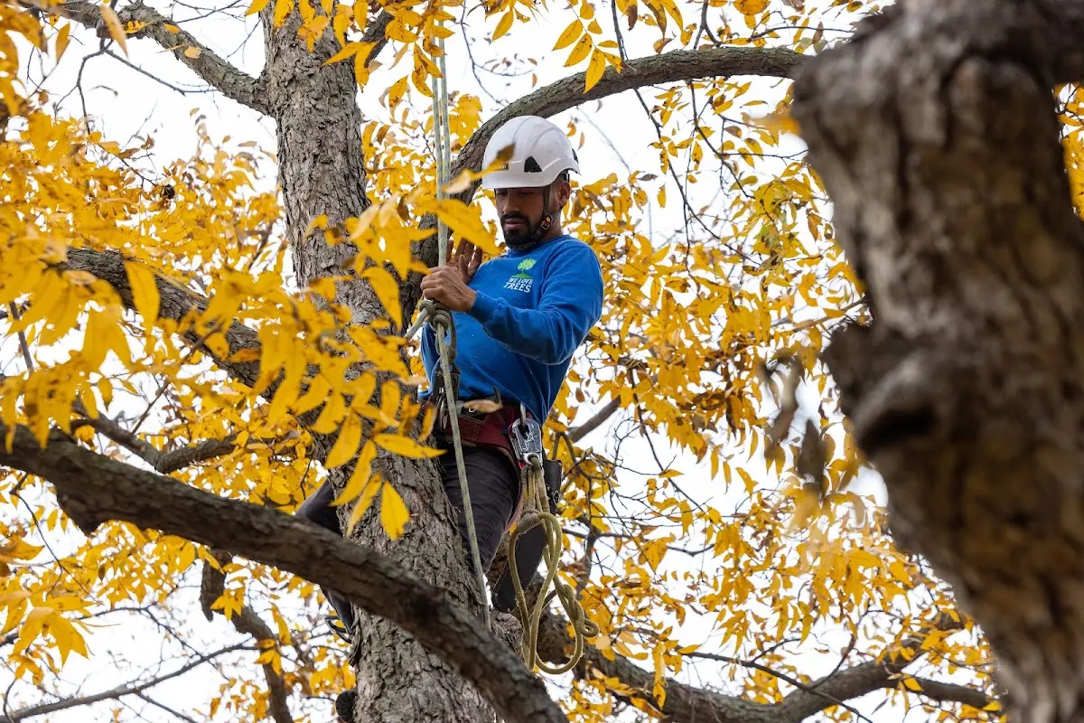 Skilled Dead Tree Removal crew working in Luckey