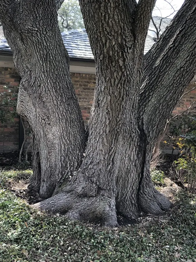 Mature heritage tree close to a Luckey property cared for by certified arborists